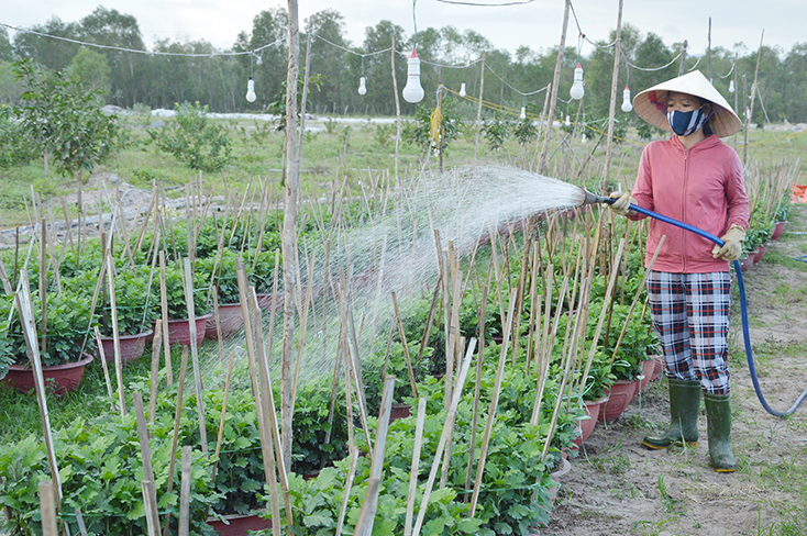 Nhiều cơ sở sản xuất nông nghiệp sạch trên địa bàn huyện Quảng Trạch đang trồng hoa vụ Tết.