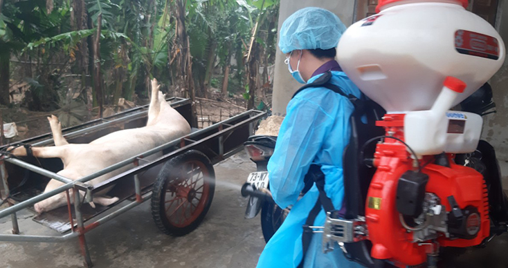 Các lực lượng chức năng tiến hành phun tiêu độc khử trùng, tiêu hủy lợn chết tại xã Phù Hóa, huyện Quảng Trạch theo đúng quy định. 
