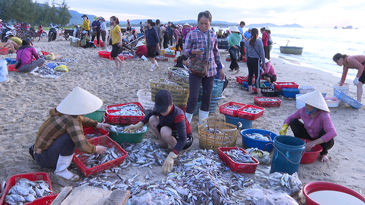 Ngư dân xã Cảnh Dương phân loại hải sản để đưa đi tiêu thụ.