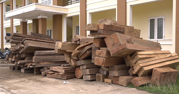 Lực lượng Công an thu giữ hơn 30m3 khối gỗ quý hiếm khi phá chuyên án