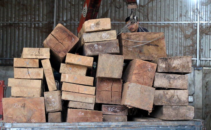 Thực hiện thủ tục khám xét khẩn cấp chỗ ở, chỗ làm việc của đối tượng Nguyễn Qúi Sơn, phát hiện hàng chục khối gỗ quý hiếm các loại.