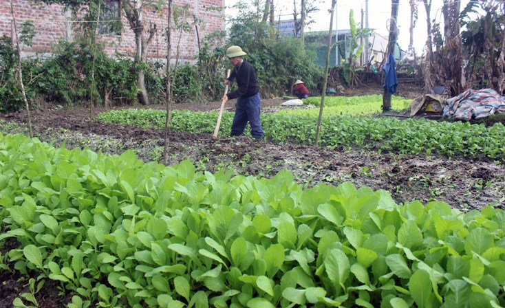 Người dân phường Quảng Long, TX Ba Đồn tích cực khôi phục sản xuất nông nghiệp sau mưa lũ.