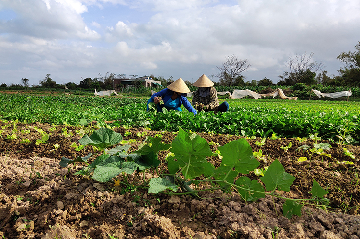 Huyện Quảng Ninh linh hoạt trong lựa chọn cơ cấu giống lúa, rau màu vụ đông-xuân