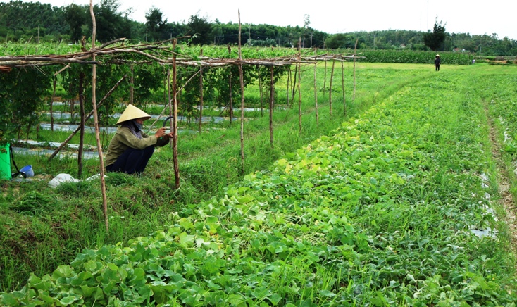  Nông dân thôn Long Đại (xã Hiền Ninh, Quảng Ninh) đã chuyển đổi đất lúa thiếu nước tưới sang trồng các loại dưa, mướp đắng theo hướng sản xuất hàng hóa.