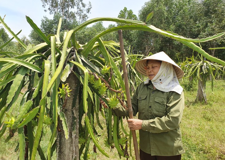 Nhiều người dân xã Tân Thủy đã cải tạo vườn tạp thành những vườn cây ăn quả có giá trị kinh tế cao.