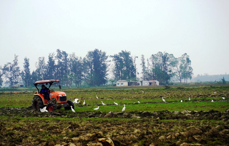  Cấp ủy, chính quyền các cấp khẩn trưởng chỉ đạo và triển khai sản xuất vụ đông-xuân.