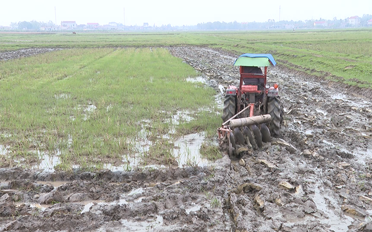 Nông dân Quảng Trạch tích cực cải tạo ruộng đồng, xuống giống lúa vụ đông-xuân.