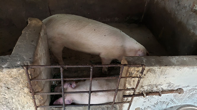 Đàn lợn của gia đình bà Nguyễn Thị Lợi, ở thôn Phú Lộc, xã Quảng Phú có triệu chứng điển hình của bệnh DTLCP.