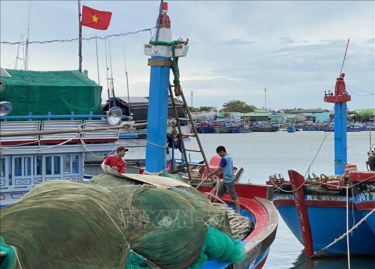  Ngư dân ở xã Cà Ná, huyện Thuận Nam (Bình Thuận) chủ động neo đậu tàu thuyền tránh thời tiết bất lợi. Ảnh: Công Thử/TTXVN.