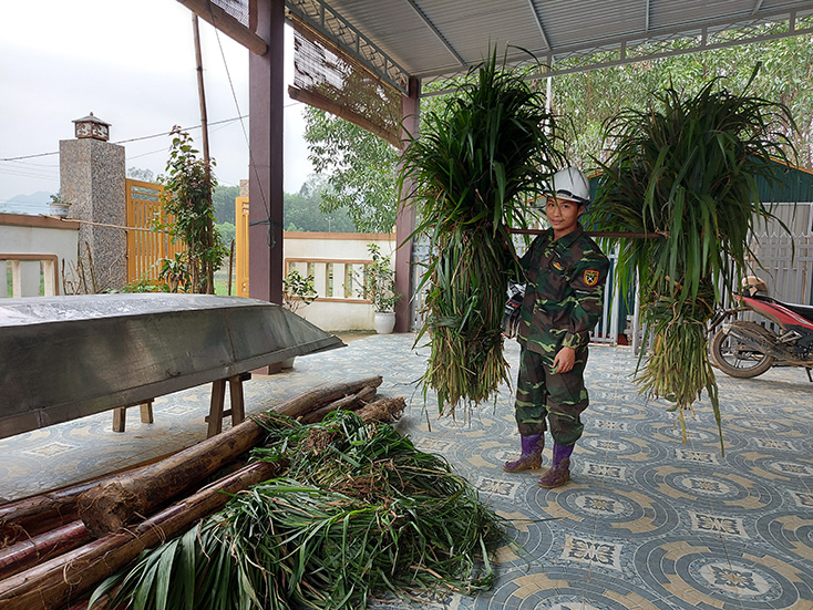 Người dân xã Tân Hóa (Minh Hóa) bứt cỏ về làm thức ăn chống rét cho trâu, bò.