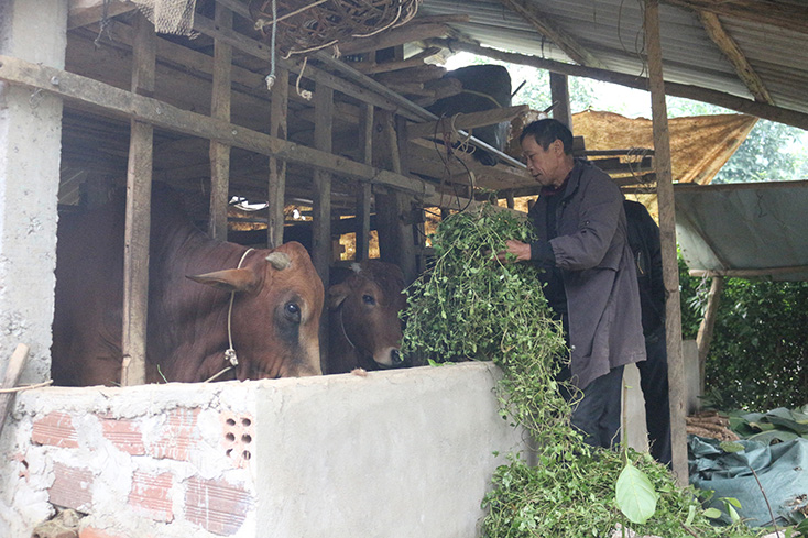 Hầu hết các hộ chăn nuôi trên địa bàn huyện Tuyên Hóa không còn chăn thả rong gia súc trong mùa rét.