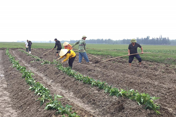 Người dân phường Quảng Phúc, TX. Ba Đồn tích cực trồng và chăm sóc xây khoai lang.