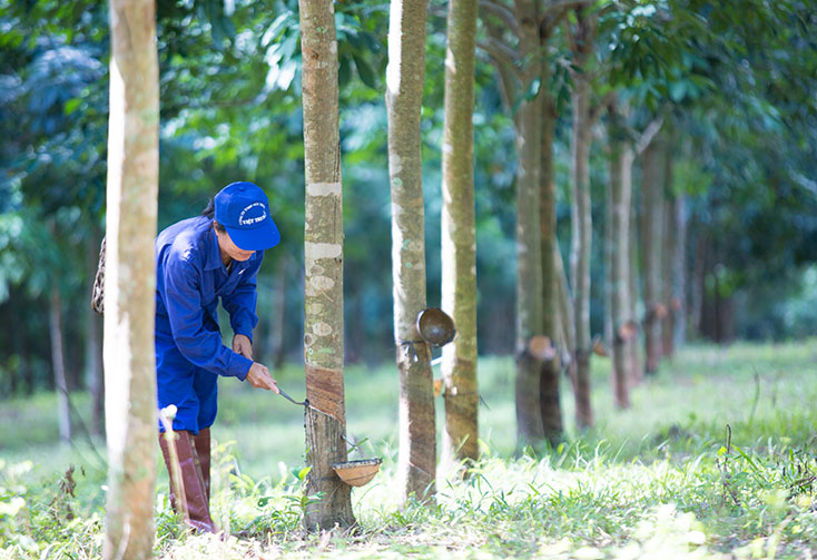 Cao su được xác định là mặt hàng chiến lược trọng điểm của Công ty cổ phần Việt Trung Quảng Bình.