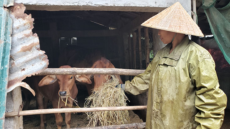 Người dân xã Quảng Tiến (Quảng Trạch) đã giữ trữ rơm khô cho đàn vật nuôi ngay từ đầu mùa đông.