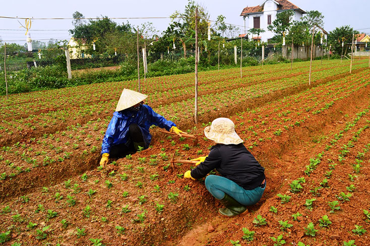 Các loại hoa đem lại hiệu quả kinh tế cao cho người dân Lý Trạch.