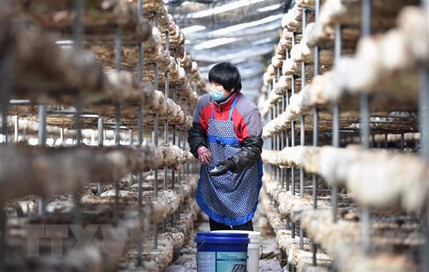 Nông dân làm việc tại một nhà kính trồng nấm ở thành phố Định Châu, tỉnh Hà Bắc, Trung Quốc. (Ảnh: THX/TTXVN)
