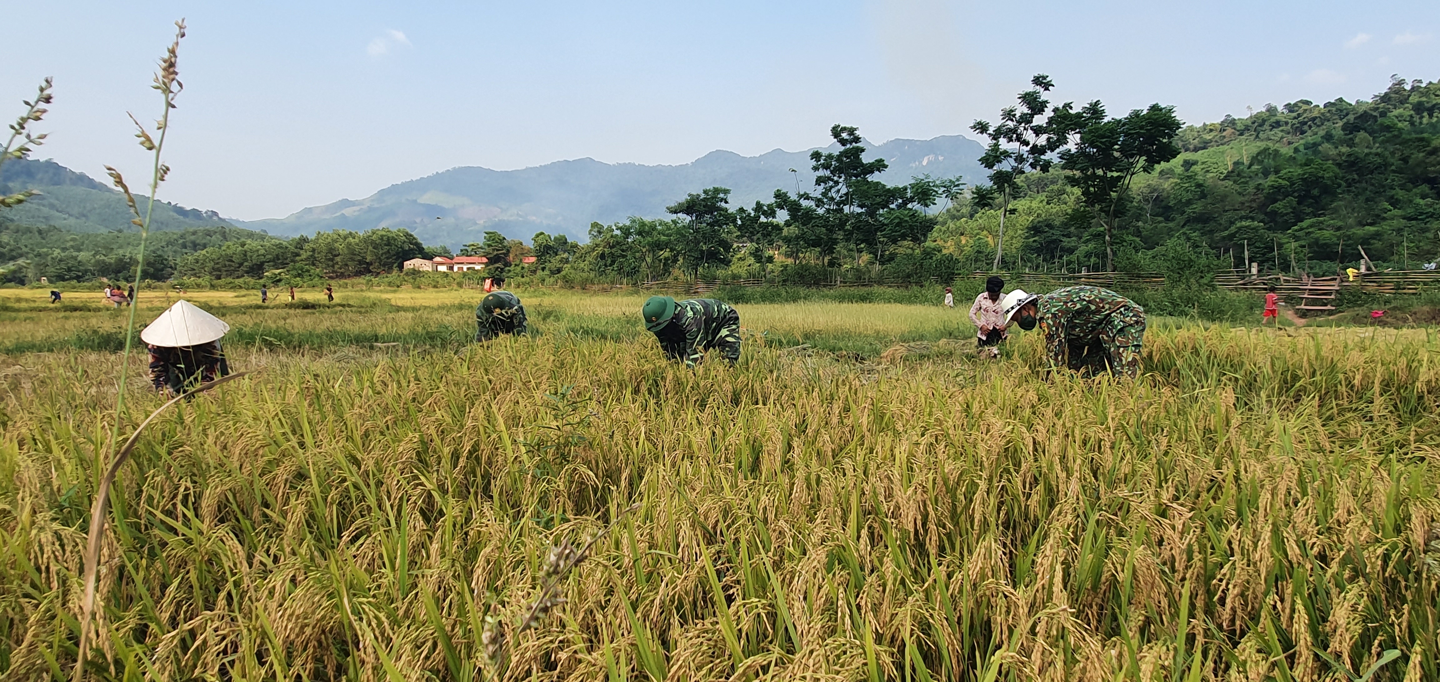 Các mô hình lúa nước do BĐBP thực hiện trên tuyến biên giới xây dựng giúp đồng bào dân tộc thiểu số bảo đảm lương thực.