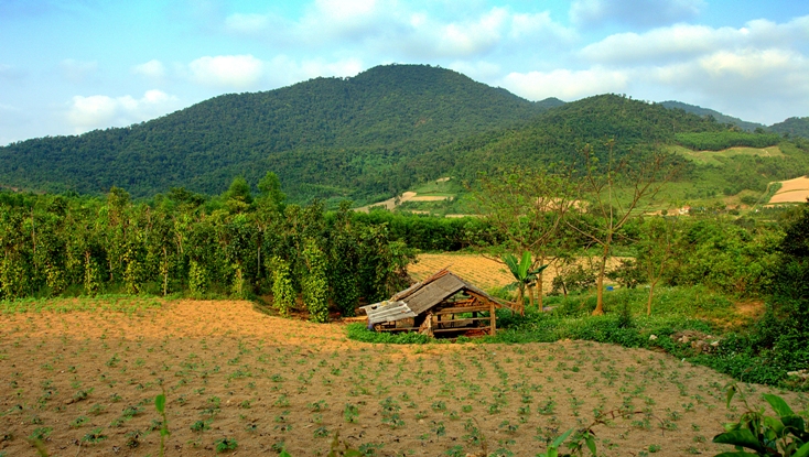 Đỉnh núi Chóp Chài, nơi phát hiện giống sâm Bố Chính tiến vua.