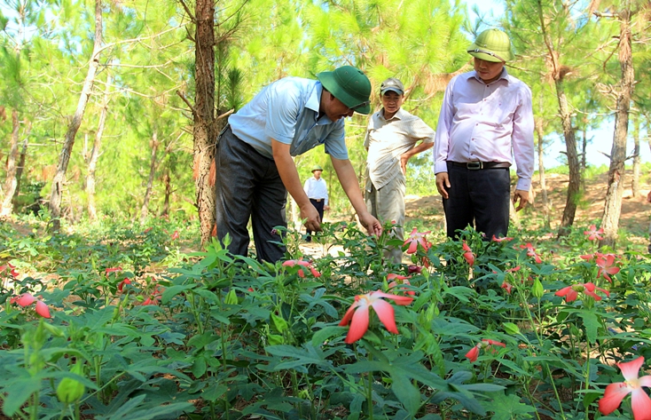 Việc bảo tồn thành công giống sâm Bố Chính sẽ góp phần tạo ra sự đổi thay cho vùng đất nghèo Trung Thuần.