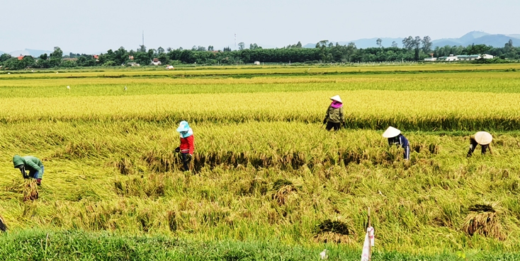 Người dân Bố Trạch hy vọng một vụ mùa vàng bội thu.