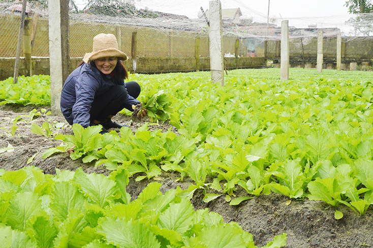  Nông dân xã Hồng Thu thu hoạch rau xanh.