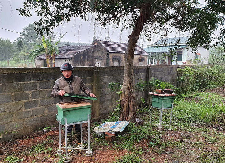 Để khẳng định mình trồng tiêu sạch, mỗi hộ dân xã Sen Thủy tham gia chuỗi liên kết phải nuôi trong vườn tiêu ít nhất 2 tổ ong lấy mật.
