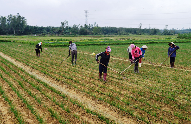 Nông dân Tây Trạch tích cực chăm sóc cây kiệu để phục vụ người tiêu dùng dịp Tết Nguyên Đán Tân Sửu 2021.