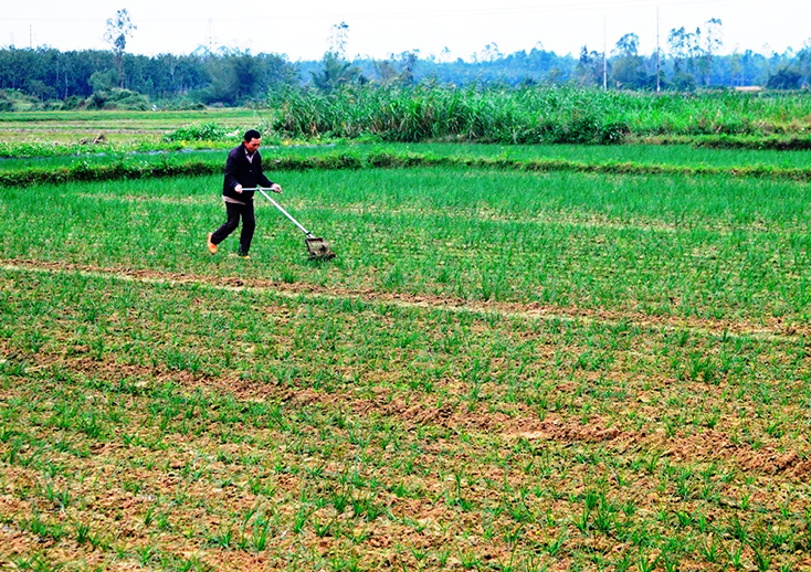 Toàn xã Tây Trạch đã chuyển đổi gần 20ha đất trồng lúa, cao su kém hiệu quả sang trồng kiệu.