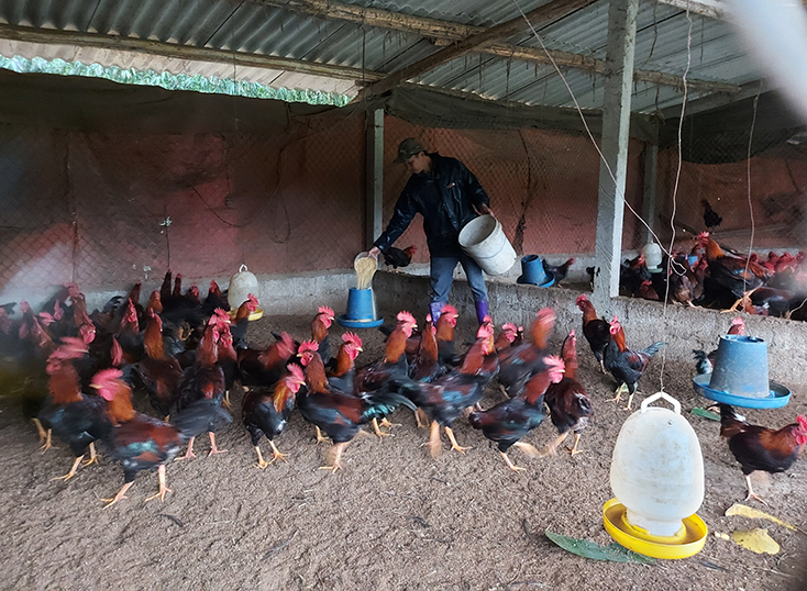 Mô hình chăn nuôi tổng hợp của anh Đinh Quang Trung ở Xuân Hóa cho thu nhập trên 200 triệu đồng 