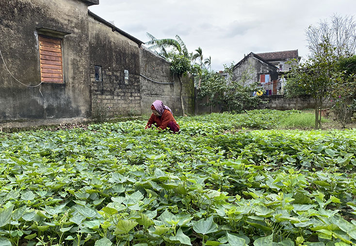  Vườn rau xanh mướt của người dân xã Phong Thủy sau lũ lụt
