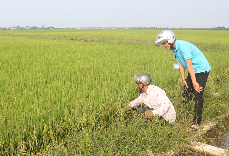 Năm 2020, tổng sản lượng lương thực trên địa bàn Quảng Ninh tăng 267 tấn so với cùng kỳ.
