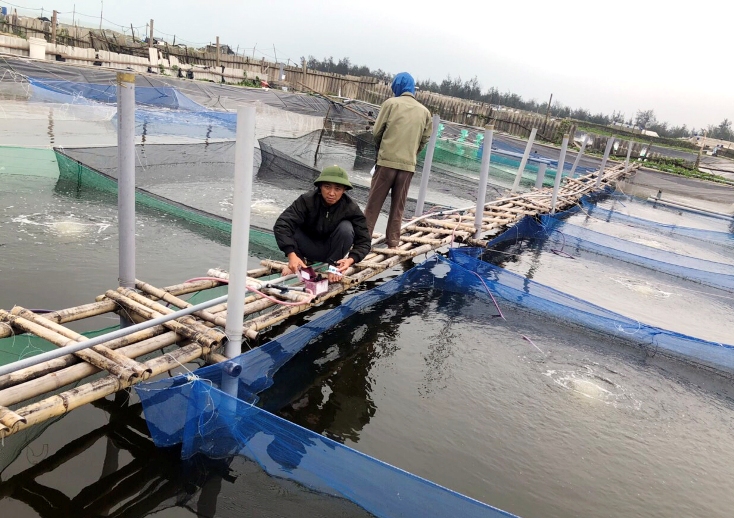  Thực hiện các quy trình kỹ thuật ương dưỡng giống cỡ lớn cá chẽm phù hợp với điều kiện nuôi tại Quảng Bình.