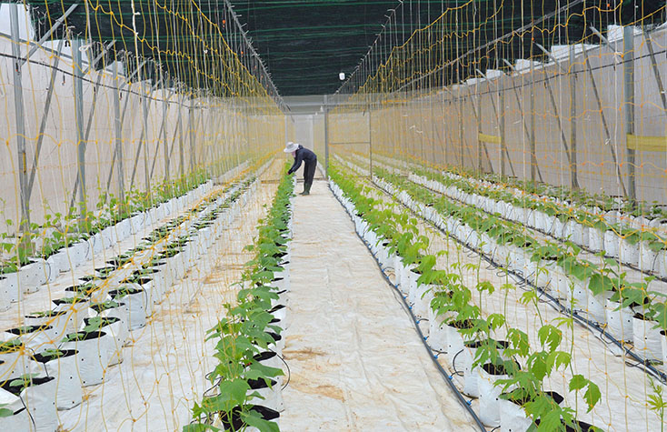 Mô hình trồng dưa lưới trong nhà màng mang lại thu nhập cao cho người dân xã Võ Ninh, huyện Quảng Ninh.