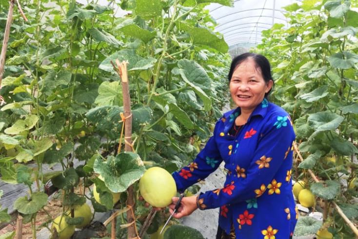 Bà Lê Thị Loan với vườn dưa lưới của gia đình.