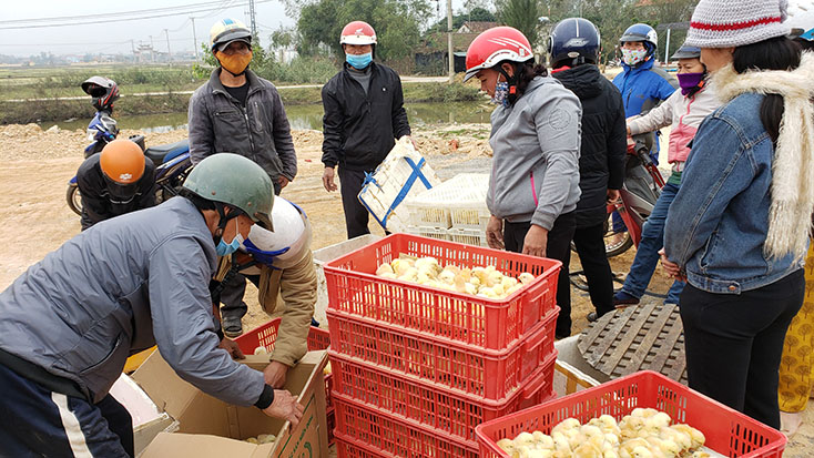  Người dân huyện Quảng Ninh nhận gà giống hỗ trợ.