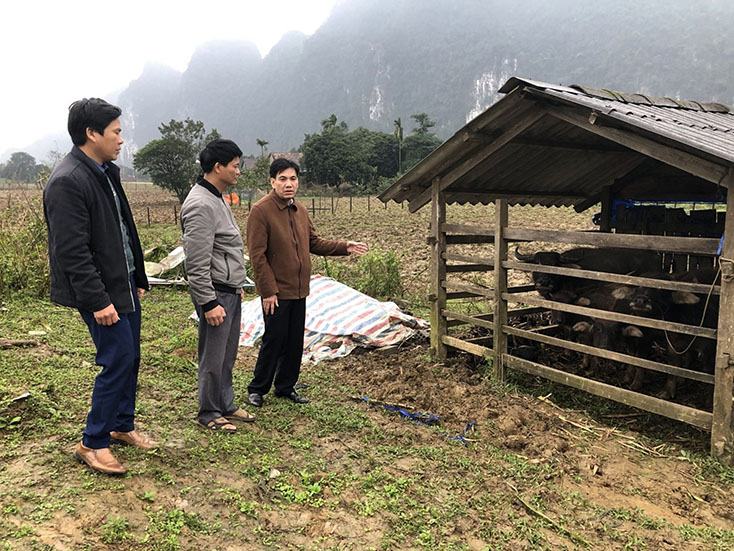 Lãnh đạo huyện Minh Hóa kiểm tra công tác phòng chống rét cho đàn vật nuôi tại xã Thượng Hóa (Minh Hóa).