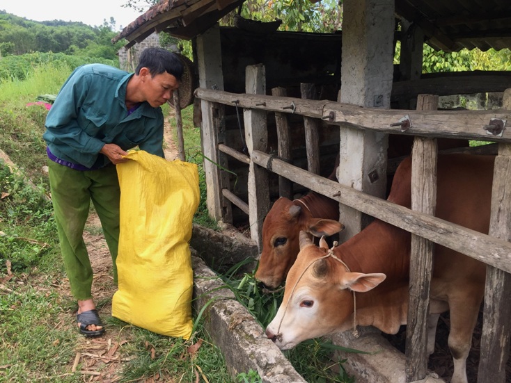 Mô hình chăn nuôi bò đem lại thu nhập ổn định cho gia đình anh Trần Văn Bảy ở thôn 2, xã Quảng Thạch (Quảng Trạch). 