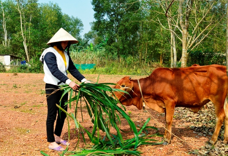 Chị Phạm Thị Nhân luôn nỗ lực lao động sản xuất, phát triển kinh tế gia đình để vươn lên thoát nghèo.