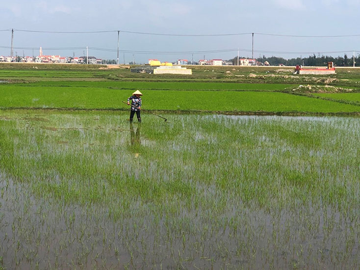 Người dân thị xã Ba Đồn chăm sóc lúa vụ đông-xuân.