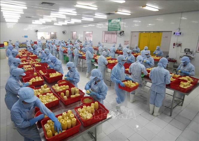  Chế biến sản phẩm dứa đóng hộp xuất khẩu tại nhà máy của Công ty CP Xuất nhập khẩu Nông sản thực phẩm An Giang (tỉnh An Giang). Ảnh: Vũ Sinh/TTXVN