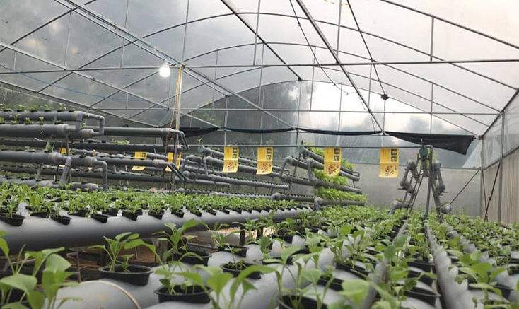 Mô hình trồng rau thủy canh tại vùng núi Trường Thủy mở ra nhiều cơ hội phát triển kinh tế, thích ứng biến đổi khí hậu cho Nguyễn Văn Giáp. 