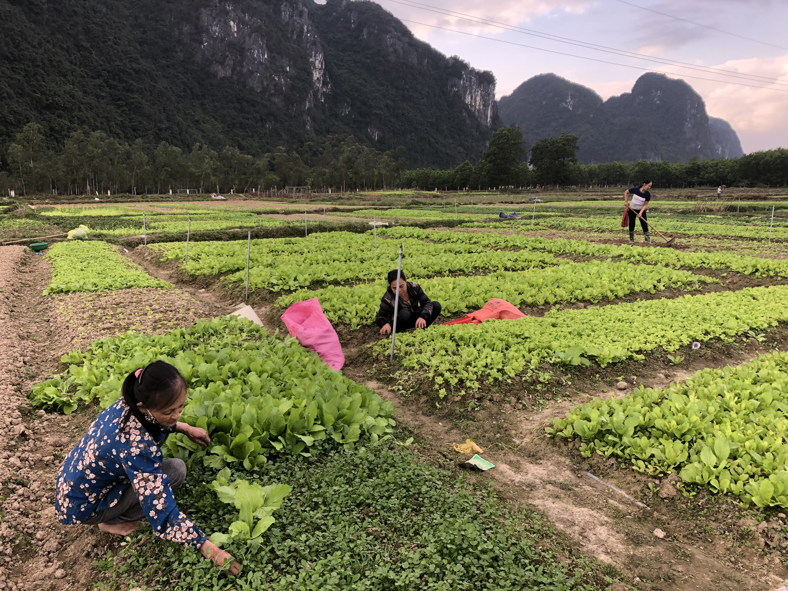 Bà con nông dân huyện Minh Hóa ra đồng chăm sóc cây trồng vụ đông- xuân.