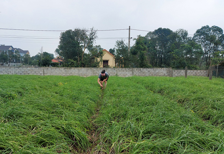 Trồng nén mang lại thu nhập cao cho nông dân huyện Lệ Thủy.