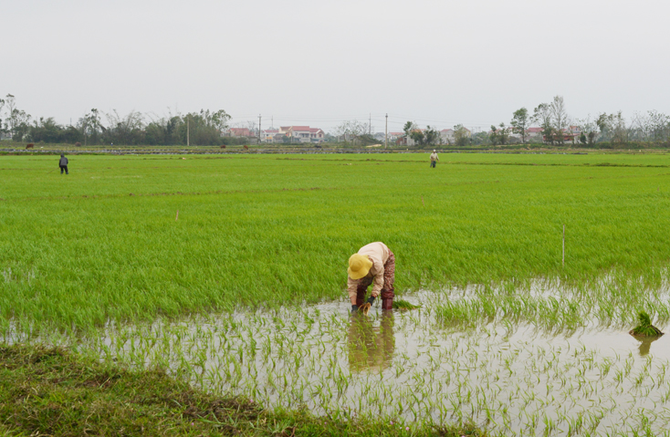 Bà con nông dân thị trấn Hoàn Lão cấy dặm một số diện tích lúa bị bị thiệt hại do rét.