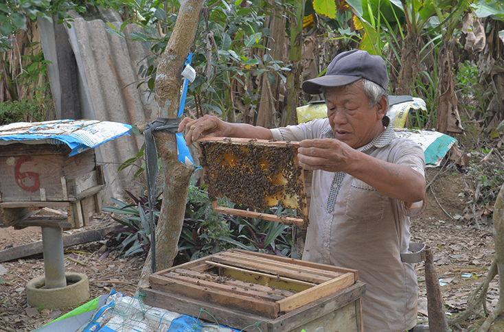 Mô hình nuôi ong lấy mật đem lại thu nhập ổn định cho ông Hà Văn Bàng, xã Vĩnh Ninh (Quảng Ninh).