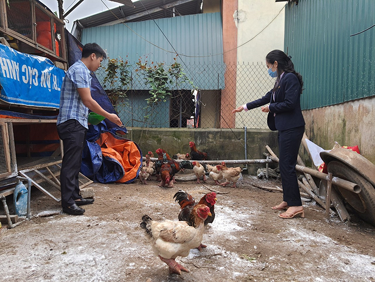 Từ nguồn vốn vay ưu đãi, anh Đoàn Đình Nam (xã Quảng Hải, TX. Ba Đồn) đã phát triển mô hình nuôi gà Đông Tảo, đem lại thu nhập ổn định.