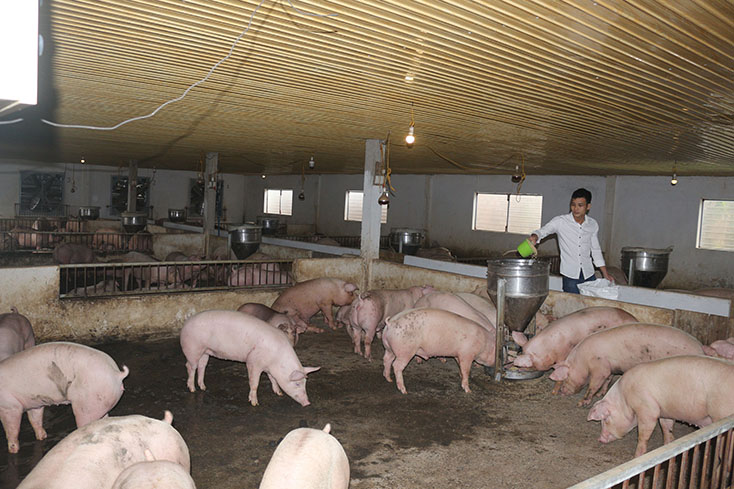 Nhiều hộ gia đình ở Tuyên Hóa mạnh dạn đầu tư hệ thống chuồng trại chăn nuôi hiện đại.