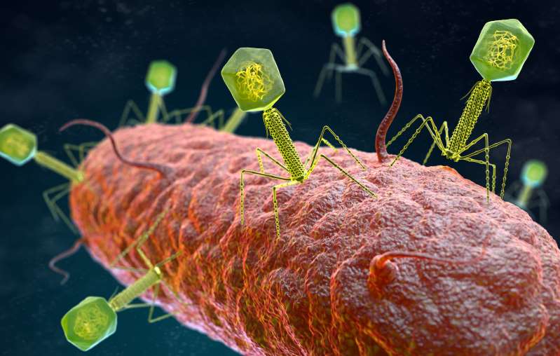 Thể thực khuẩn là loại virus ký sinh trên vi khuẩn. Ảnh: Livesicence
