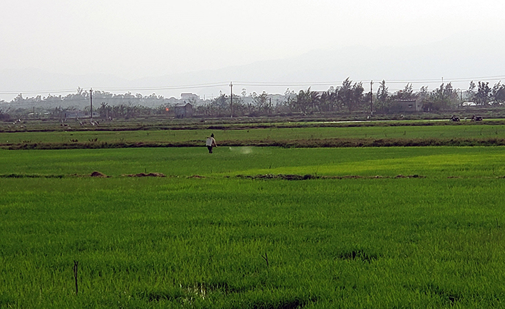 Người dân xã Đồng Trạch, huyện Bố Trạch phun thuốc phòng trừ sâu bệnh hại lúa.