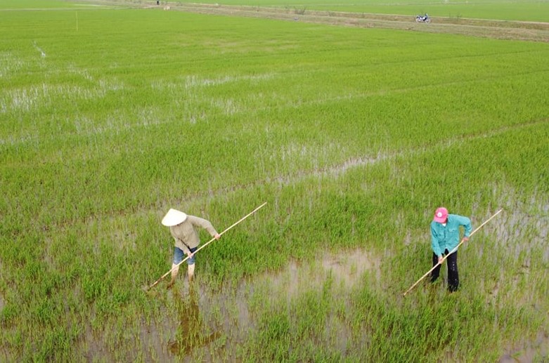 Nông dân huyện Lệ Thủy đang chăm sóc cho lúa đông-xuân